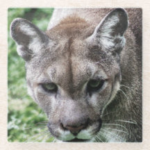 FLORIDA PANTHER- DRINK COASTERS