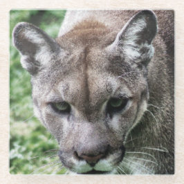 FLORIDA PANTHER- DRINK COASTERS GLAZEN ONDERZETTER