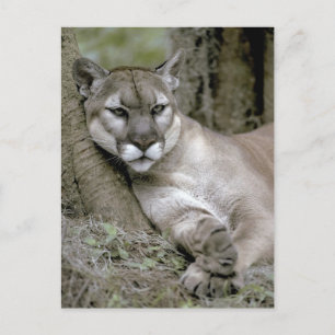 Florida panther, Felis concolor coryi Briefkaart