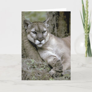 Florida panther, Felis concolor coryi Kaart