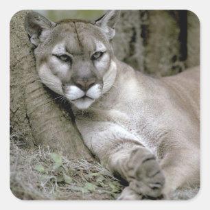Florida panther, Felis concolor coryi Vierkante Sticker