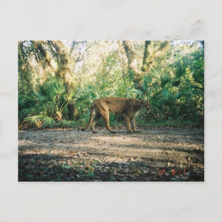 Florida Panther in forest Briefkaart
