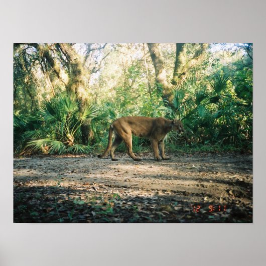 Florida Panther in forest Poster (Voorkant)