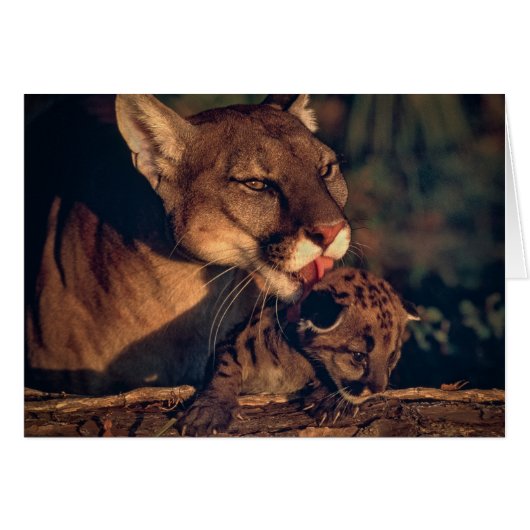 Florida Panther Licking Cub (Voorkant Horizontaal)