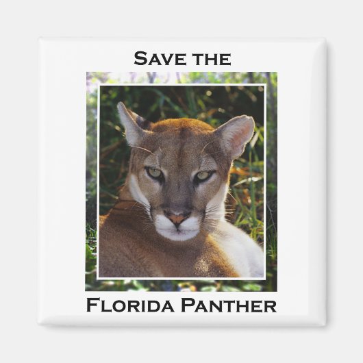 Florida Panther Magneet (Voorkant)