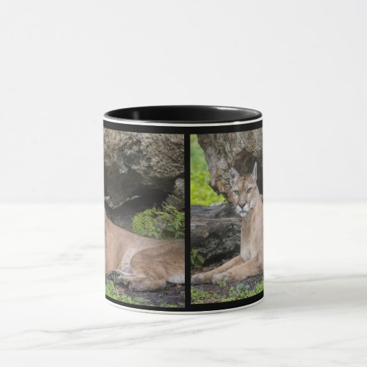 Florida Panther Mok (Midden)