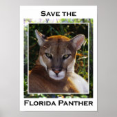 Florida Panther Poster (Voorkant)