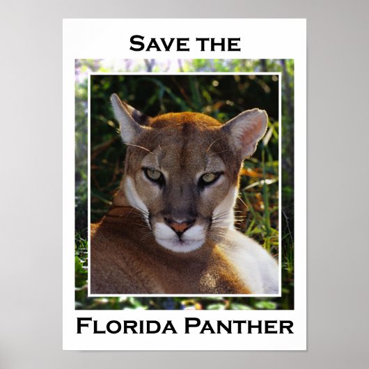 Florida Panther Poster (Voorkant)