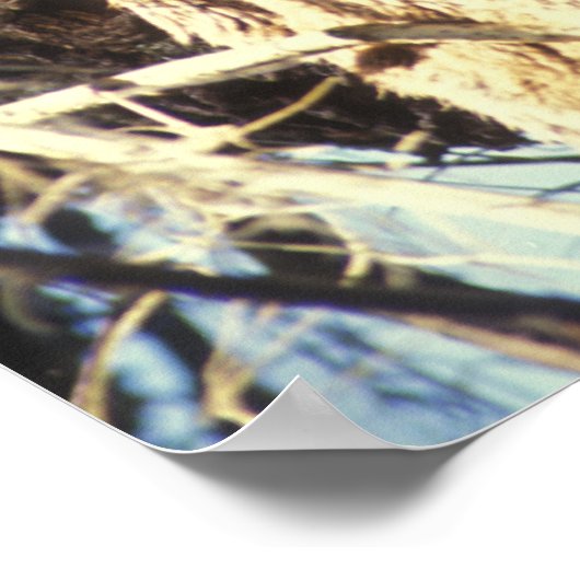 Florida Panther Poster (Hoek)