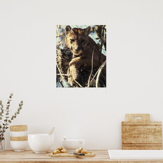 Florida Panther Poster (Keuken)