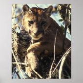 Florida Panther Poster (Voorkant)