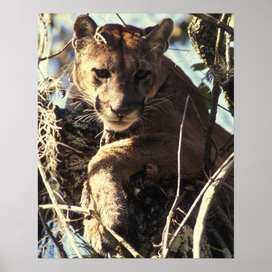 Florida Panther Poster (Voorkant)