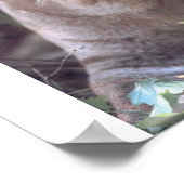 Florida Panther Poster (Hoek)