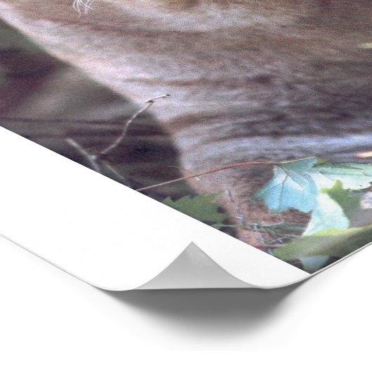 Florida Panther Poster (Hoek)