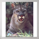 Florida Panther Poster (Voorkant)