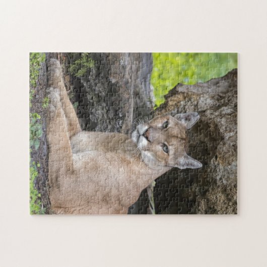 Florida Panther Puzzle Legpuzzel (Horizontaal)