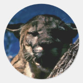 Florida Panther Ronde Sticker (Voorkant)