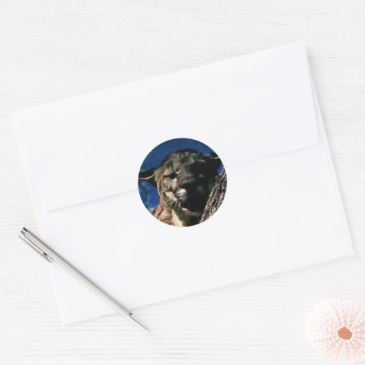 Florida Panther Ronde Sticker (Envelop)