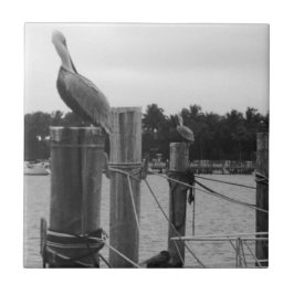 Florida, Pelican op de Boatdock tegel Tegeltje