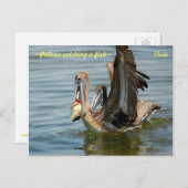 Florida Pelican vangt een Briefkaart vis (Voorkant / Achterkant)