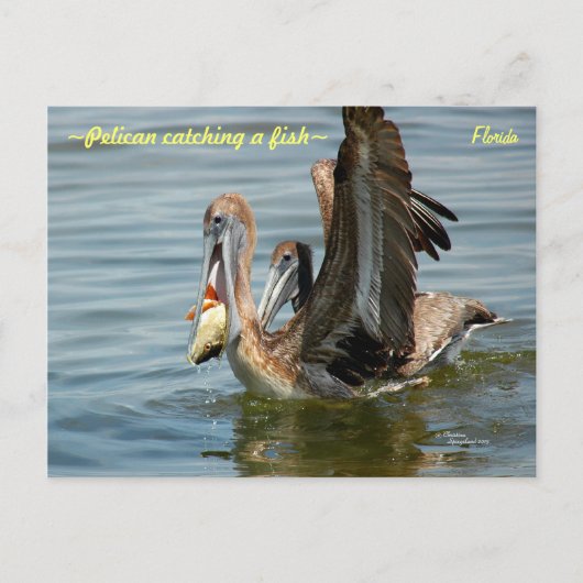 Florida Pelican vangt een Briefkaart vis (Voorkant)