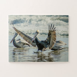 Florida Pelicans Birds Natuur Beach Oversize Legpuzzel