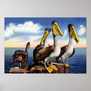 Florida Pelicans die op een houten piloot zitten Poster