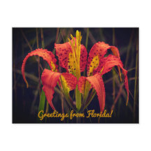 Florida Pine Lily Ansichtkaart