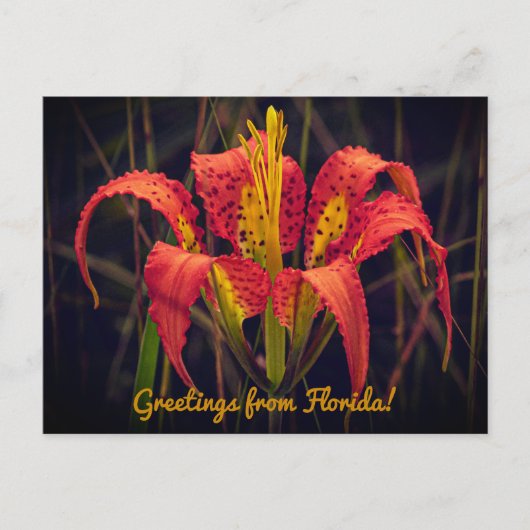 Florida Pine Lily Ansichtkaart Briefkaart (Voorkant)