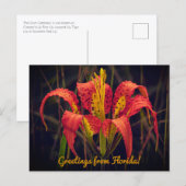 Florida Pine Lily Ansichtkaart Briefkaart (Voorkant / Achterkant)