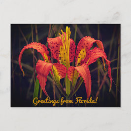 Florida Pine Lily Briefkaart