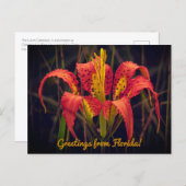 Florida Pine Lily Postcard Briefkaart (Voorkant / Achterkant)