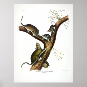 Florida Rat (Oostelijk Woodrat) van Audubon Poster