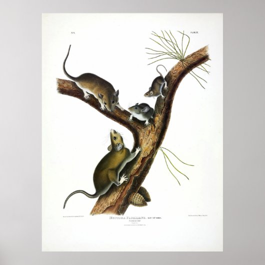 Florida Rat (Oostelijk Woodrat) van Audubon Poster (Voorkant)