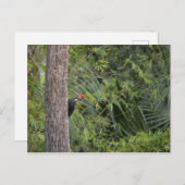 Florida Red Headed Pileated Woodpecker Profiel Briefkaart (Voorkant / Achterkant)