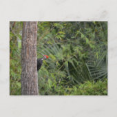 Florida Red Headed Pileated Woodpecker Profiel Briefkaart (Voorkant)