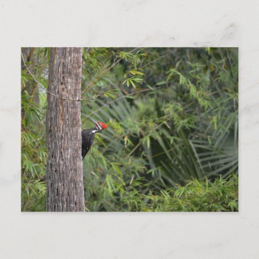 Florida Red Headed Pileated Woodpecker Profiel Briefkaart (Voorkant)