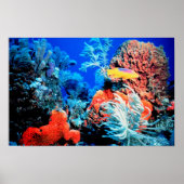 Florida Reef Poster (Voorkant)