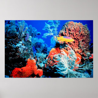 Florida Reef Poster