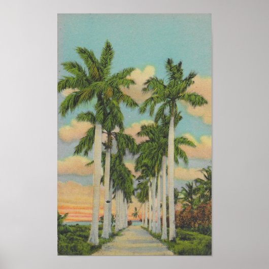 Florida Royal Palms Poster (Voorkant)