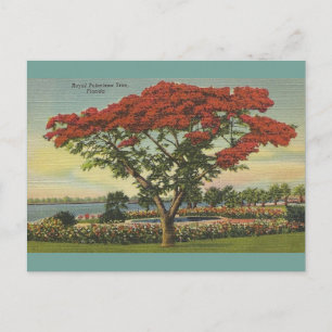 Florida Royal Poinciana-boom Briefkaart