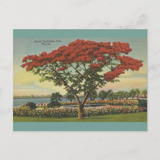  Florida Royal Poinciana-boom Briefkaart (Voorkant)