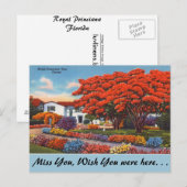 Florida, Royal Poinciana Tree Briefkaart (Voorkant / Achterkant)