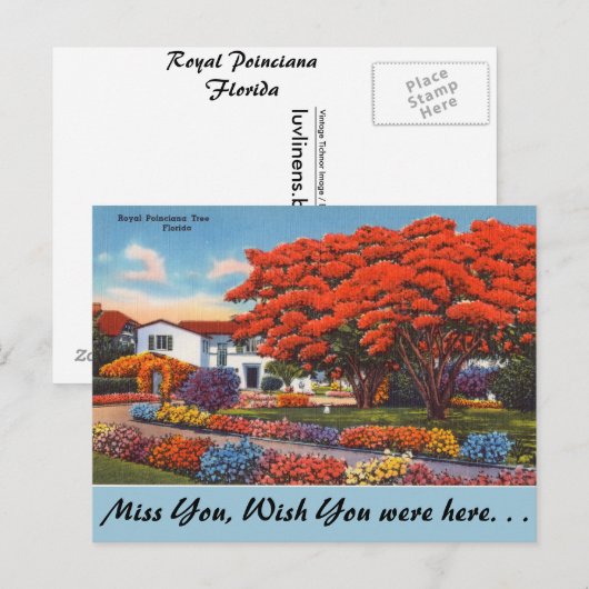 Florida, Royal Poinciana Tree Briefkaart (Voorkant / Achterkant)