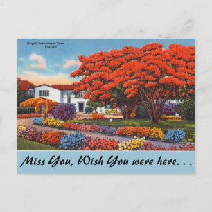 Florida, Royal Poinciana Tree Briefkaart