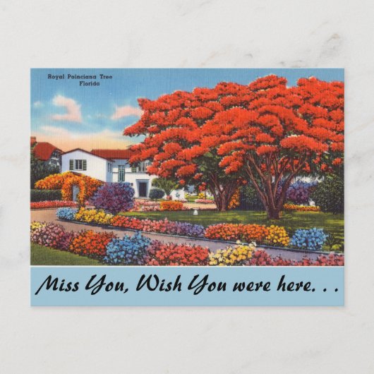 Florida, Royal Poinciana Tree Briefkaart (Voorkant)