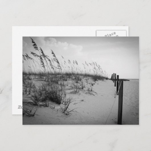 Florida Sand Dunes Briefkaart (Voorkant / Achterkant)