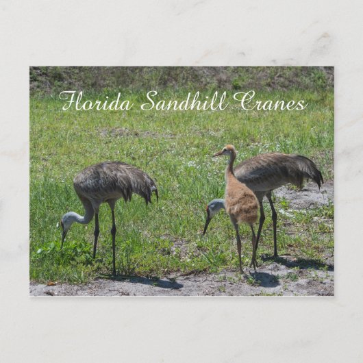 Florida Sandhill Cranes Familie Natuur Foto Briefkaart (Voorkant)