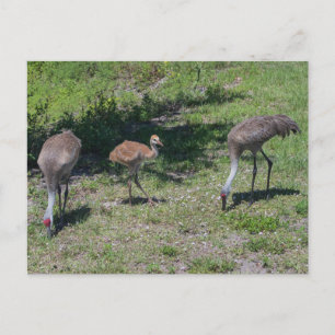 Florida Sandhill Cranes Family Foto Briefkaart