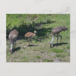 Florida Sandhill Cranes Family Foto Briefkaart